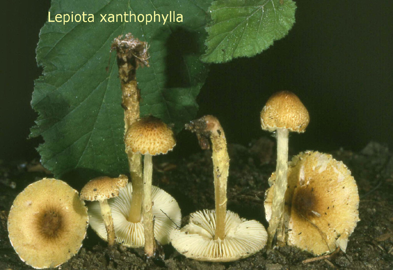 Lepiota xanthophylla-amf2058.jpg - Lepiota xanthophylla ; Nom français: Lépiote à lames jaunes
